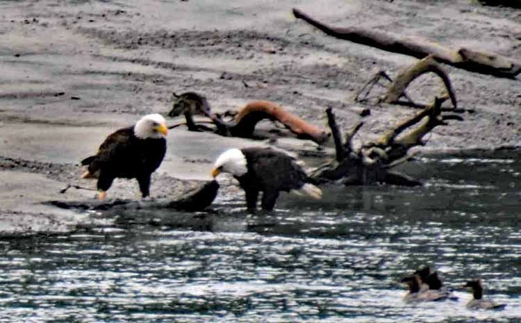 eagles on beach